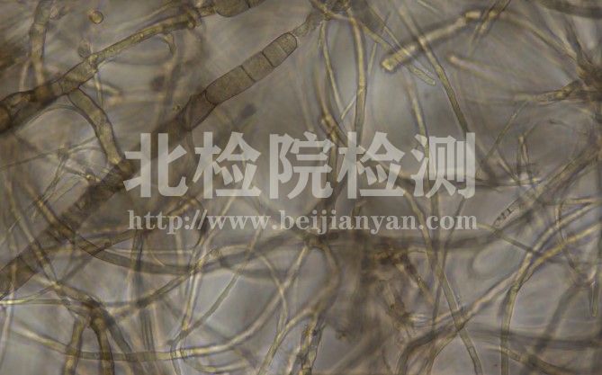 真菌菌絲實驗