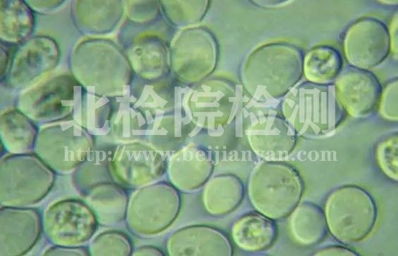 酵母菌子囊孢子實驗