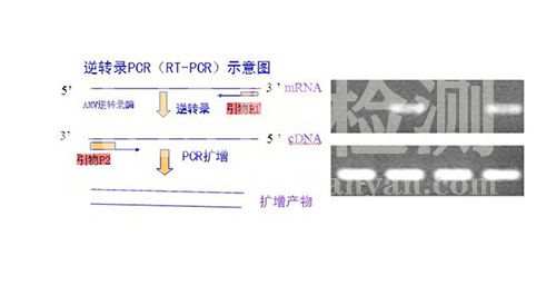 逆轉(zhuǎn)錄PCR實驗