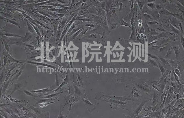 細(xì)胞原代培養(yǎng)實(shí)驗(yàn)