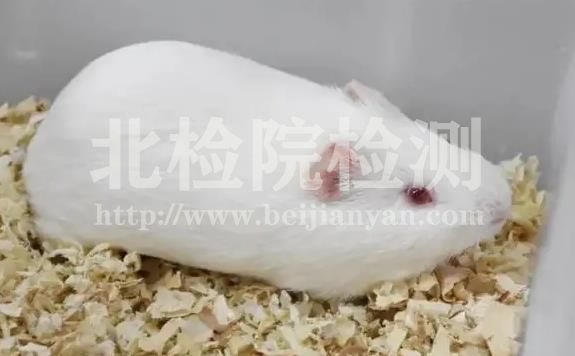 動物模型實驗
