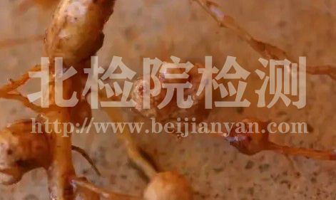 根瘤菌測(cè)定