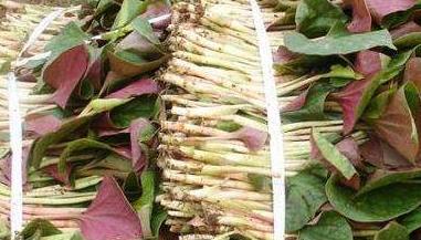 魚腥草檢測