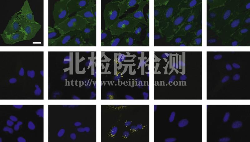 穩(wěn)定細(xì)胞株篩選測(cè)定